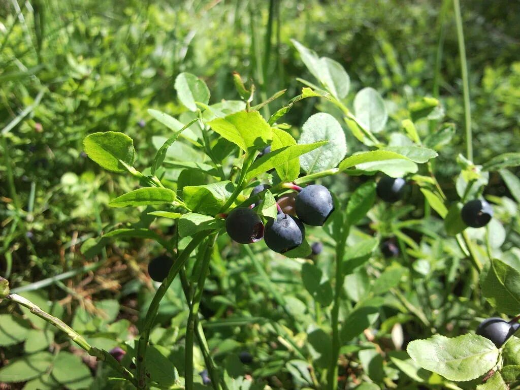 черника навигация