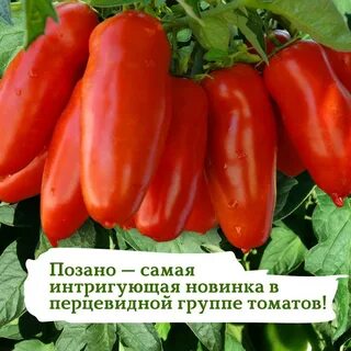 Томат стерлядь описание сорта