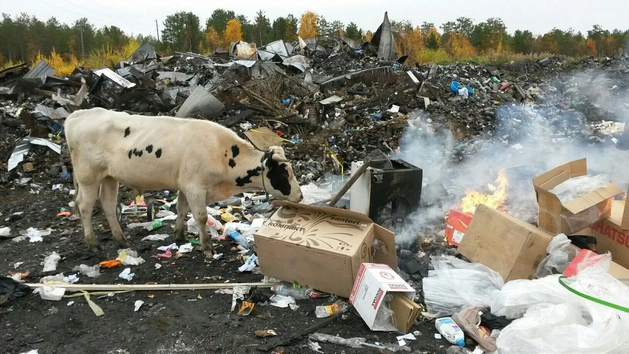Животные на помойке. Животные на помойке. Бездомные животные в городе. Животные на помойке. Животные на помойке.