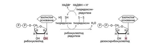 Атф и надфн