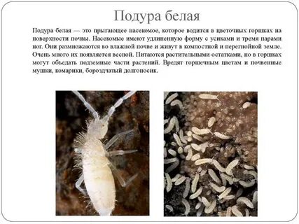 Жучки в земле комнатных