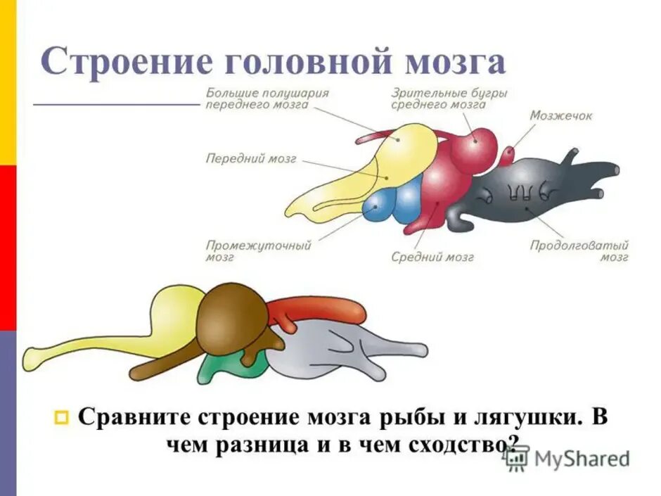 Строение головного мозга хрящевых рыб. Схема головного мозга рыбы ЕГЭ. Строение головного мозга окуня. Промежуточный мозг у рыб.