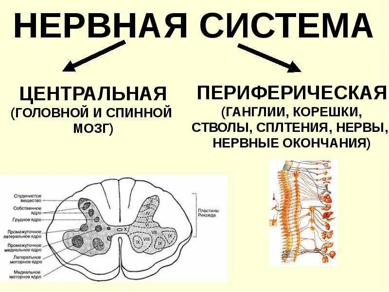 Центральный отдел нервной системы спинной мозг. Строение центральной нервной системы спинной мозг. Строение нервной системы спинной мозг схема. Нервная система схема спинного мозга. Центральная нервная система спинной мозг 8 класс.