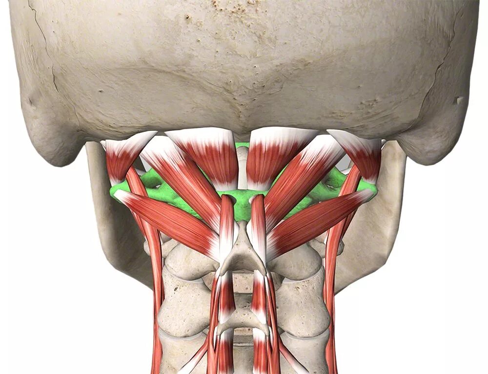 Активная мышца. Мышцы атланто-затылочного сустава. Разгибатели шеи мышцы анатомия. Подзатылочные мышцы шеи. Короткие разгибатели шеи.