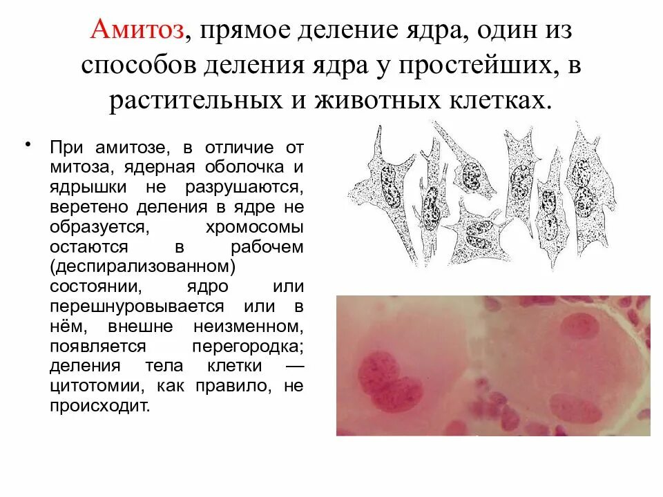 Способы деления клеток амитоз. Деление клетки амитоз. Амитоз (прямое деление) в клетках десцеметовой оболочки глаза лошади. Амитоз деление ядра. Амитоз прямое деление.