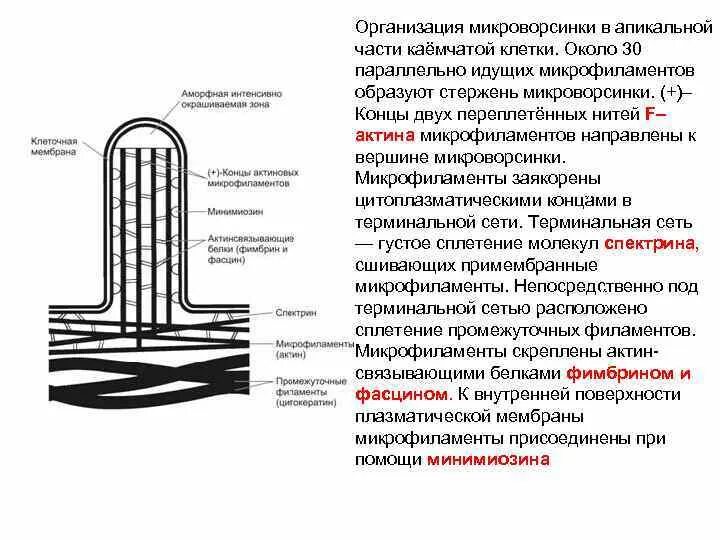 Микроворсинки гистология функции. Строение клеточных микроворсинок. Схема строения микроворсинок. Микроворсинки это