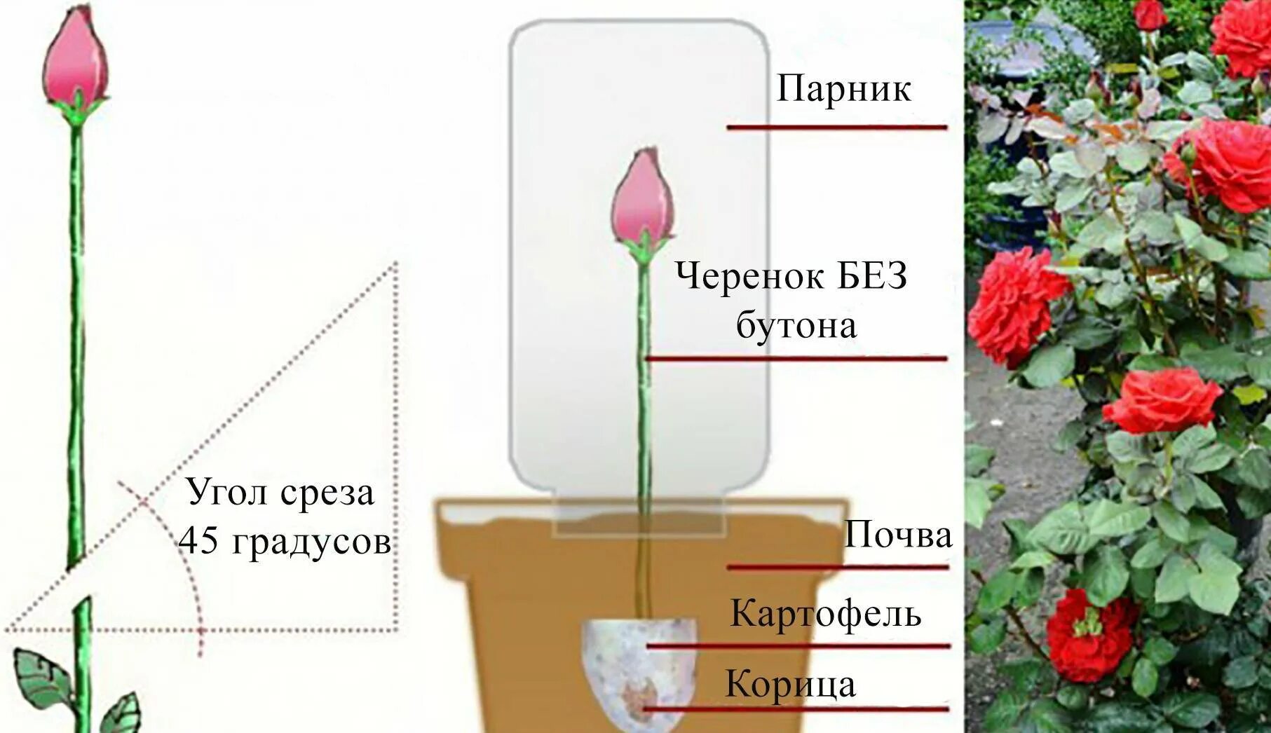 Как розу сделать посадить. Вырастить розу в картошке. отростки розы в картошке. букет из роз в горшке. выращиваем розы из подаренного букета.