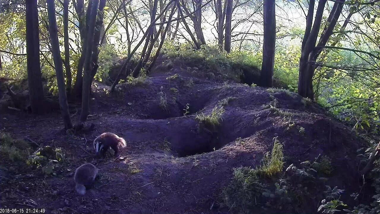 Американский барсук rdr 2 online. Барсучья нора лосиный остров. Барсук живет в норе. Норы барсуков. Норка барсука.