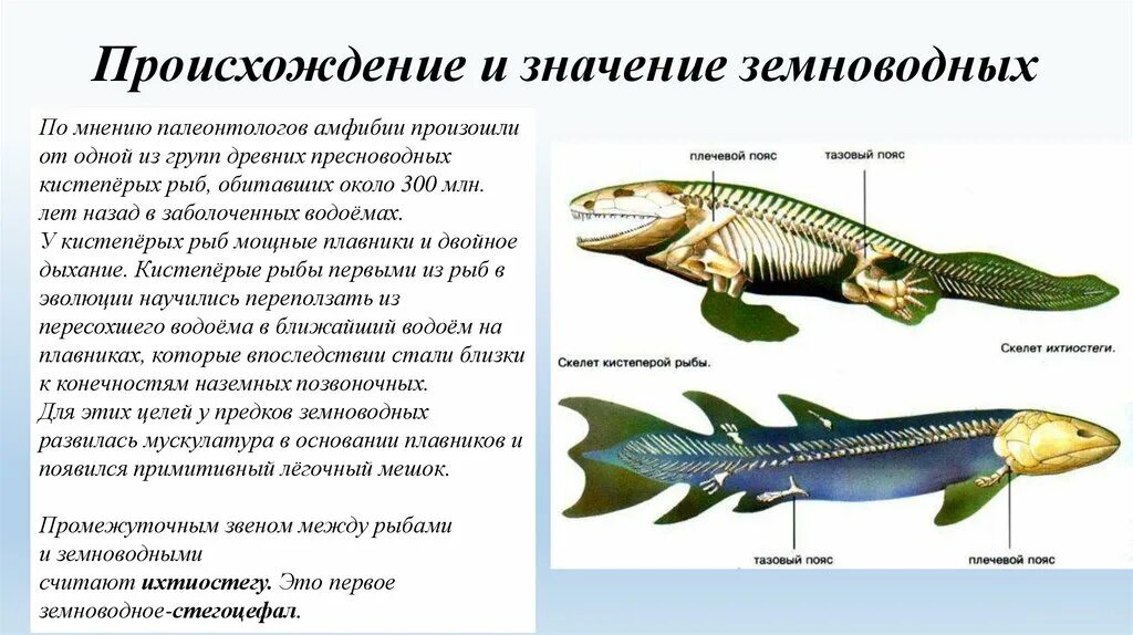 Класс земноводные. Кистеперые рыбы и земноводные. Происхождение земноводных от кистеперых рыб. Происхождение земноводных. Аргументируйте вывод о происхождении земноводных