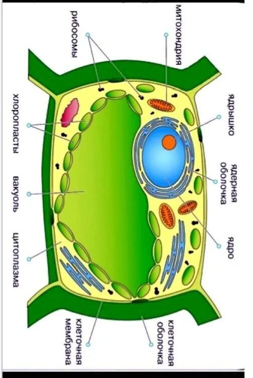 Растительные клетки зарисовать. Рисунок вакуоли растительной клетки. Вакуоль растительной клетки схема. Строение клетки вакуоль.