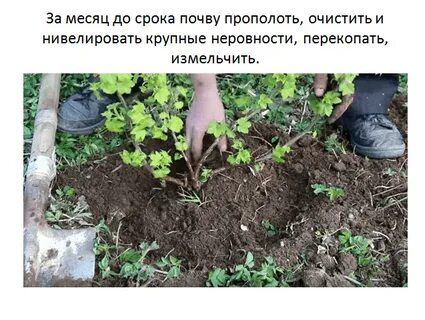 Смородина грунт