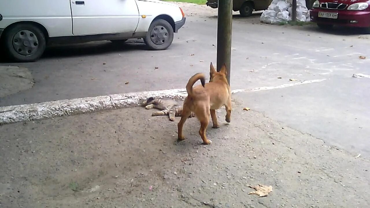 Чуть чуть собака. Кошка загрызла человека. Собака загрызла кота на энергетическом уровне причины. Чуть не неси