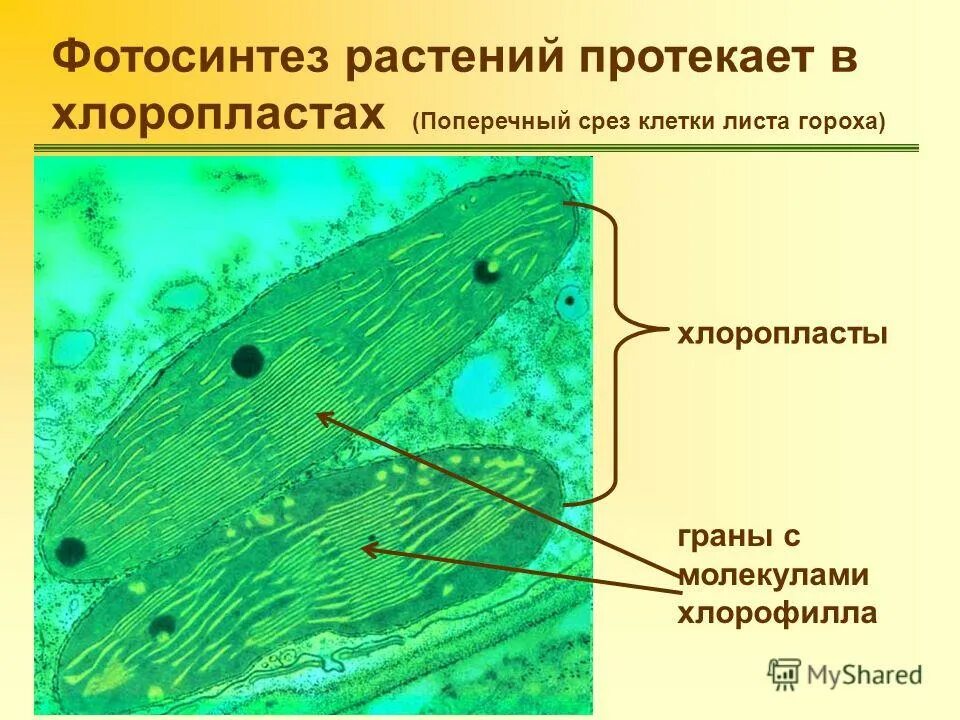Содержит хлорофилл являются автотрофами. Фотосинтез протекает в хлоропластах. Что протекает в хлоропластах. Хлорофилл в хлоропластах.
