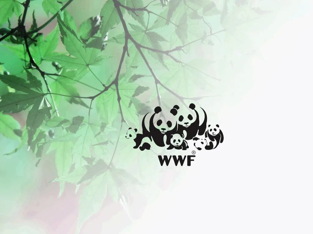 Фонд дикой природы. WWF. Фонд защиты природы. Эмблема WWF Всемирного фонда дикой природы. Символ дикой природы