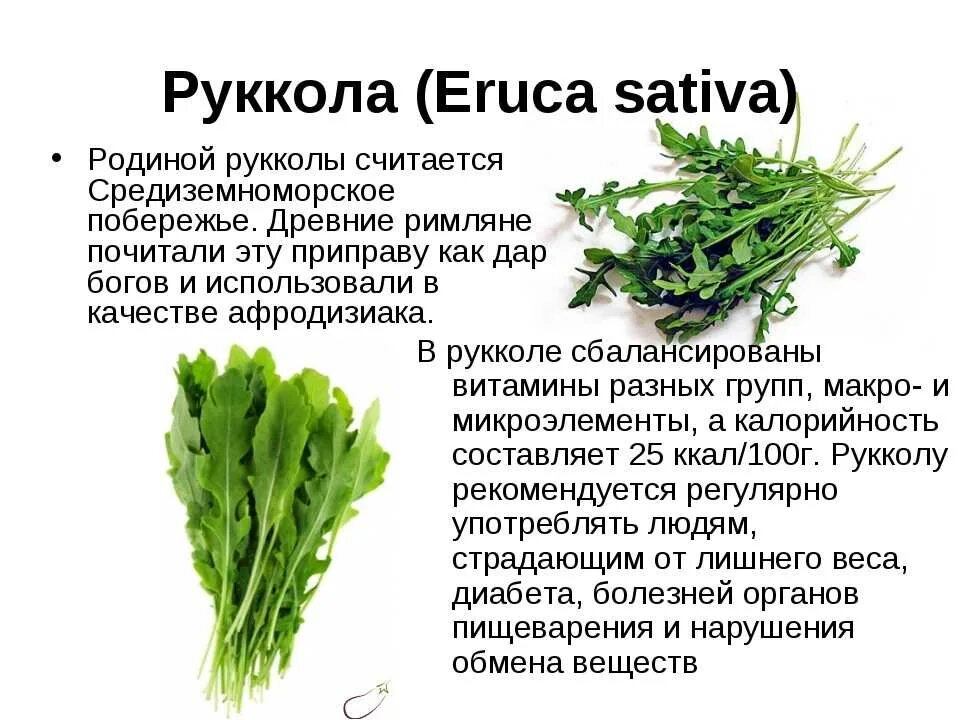 Руккола салат польза для женщин. Eruca Sativa руккола. Руккола витамины и микроэлементы. Салатное растение руккола. Руккола шпинат мангольд.