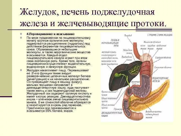 Пищеварительные железы печень функции. Строение и функции желез пищеварительной системы. Желудок и поджелудочная железа анатомия строение. Пищеварительная система печень поджелудочная железа. Соединение протоком с поджелудочной железой желудок