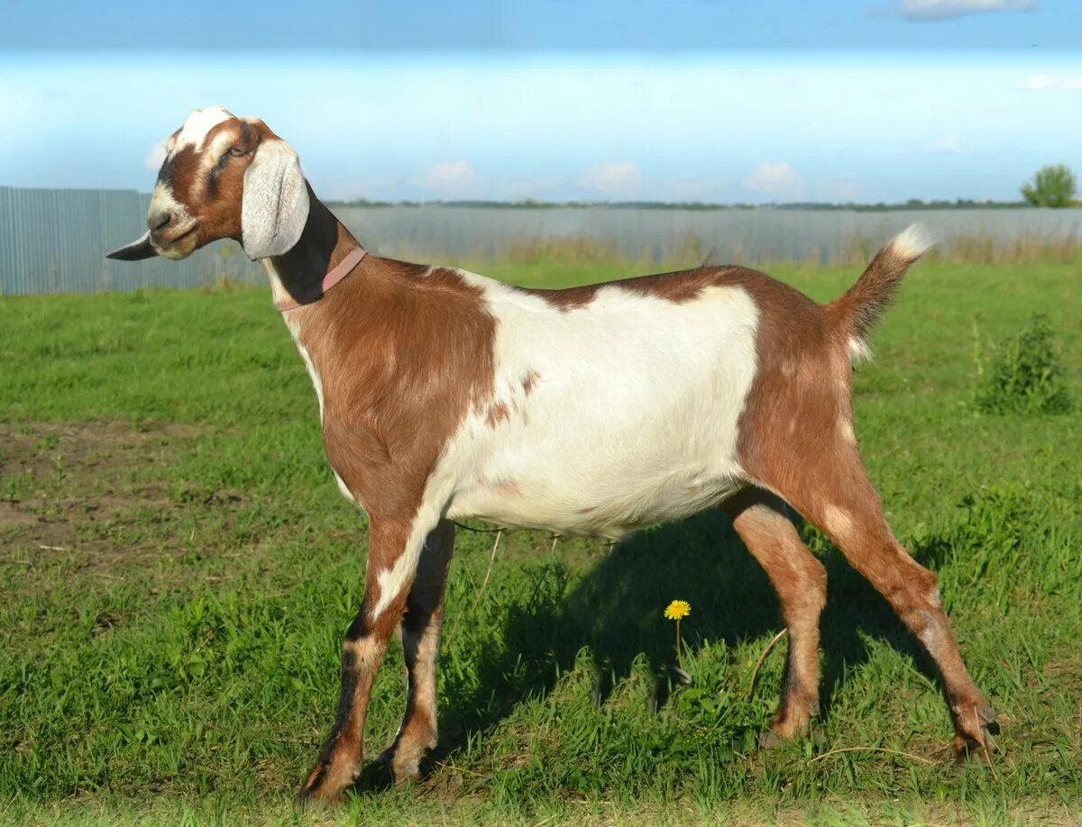 Нубийская порода купить. Козы нубийской породы. Англо-нубийская коза. Нубийские козы нубийские козы. Альпийско нубийские козы.
