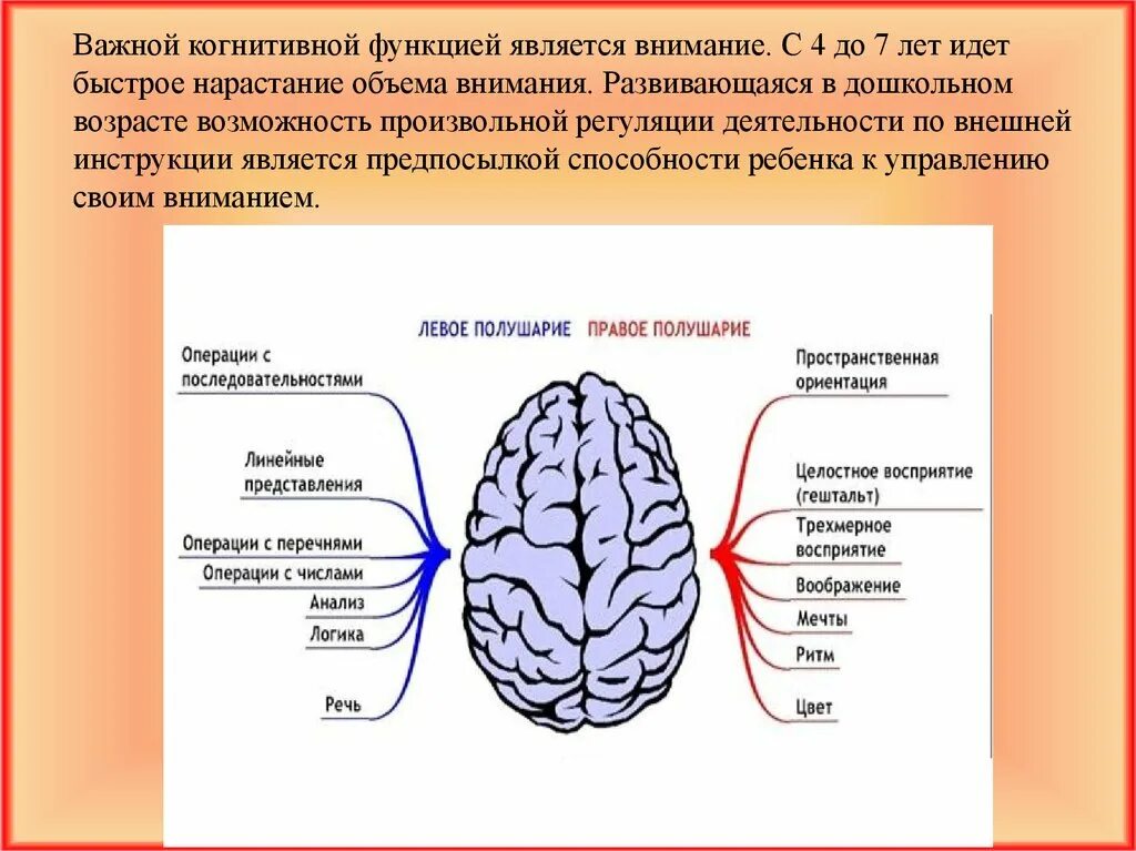 Левое полушарие человека отвечает за. Развито левое полушарие. Левое полушарие и правое полушарие. За что отвечает правое полушарие. Тест правое полушарие