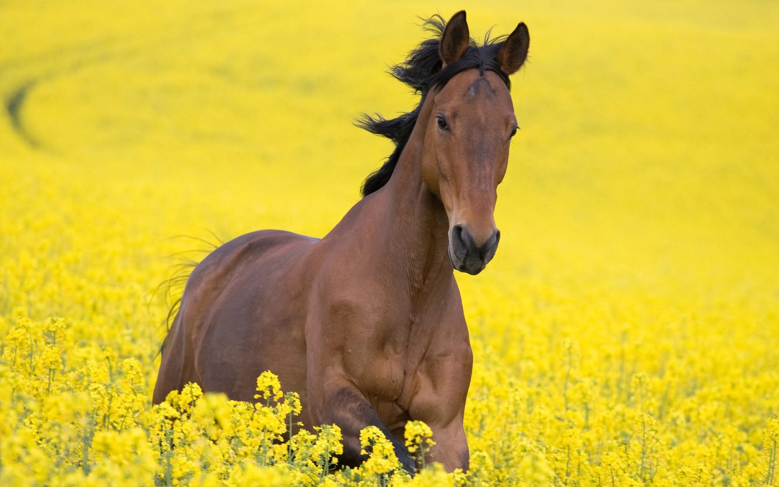 Обои на рабочий лошадь. Дикий гнедой Мустанг. Мустанг лошадь желтый. Лошадь в поле. Картинки на рабочий стол лошади.