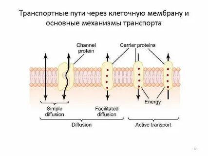 Особенности строения мембраны возбудимых клеток