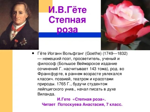 Вольфганг гете основные идеи. Степная розочка гете. иоганн вольфганг гёте основные идеи.