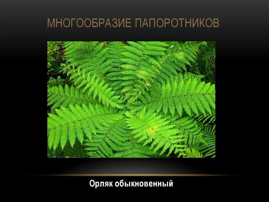 Какие особенности строения и физиологии папоротникообразных