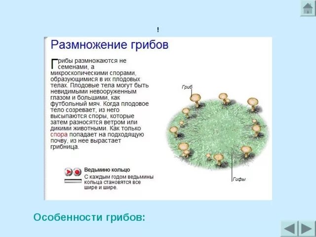 Что размножается спорами а что семенами. Грибы размножение. Грибы размножаются семенами. Размножение спорами и семенами.