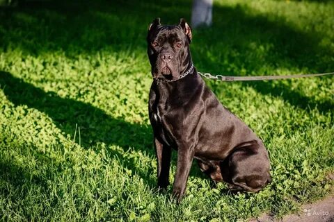 Cane corso