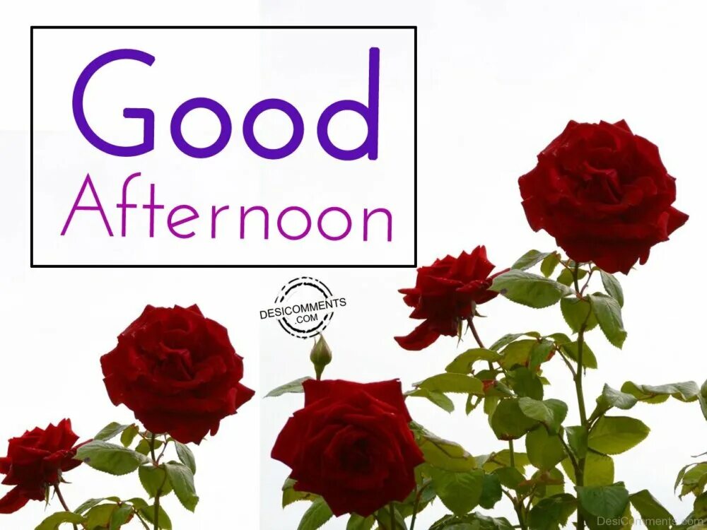 Good afternoon can i help you. Good afternoon. good afternoon wishes. good afternoon цветы. good afternoon картинки.
