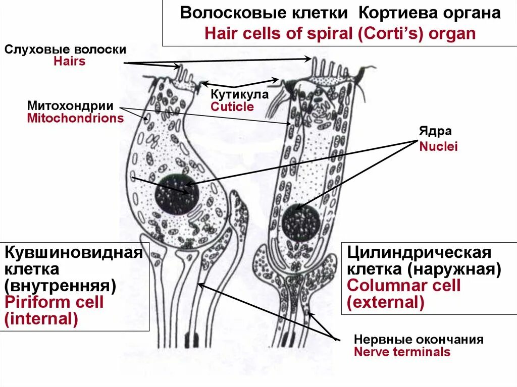 Волосковые клетки Кортиева. Волосковые клетки гистология. Строение уха волосковые клетки. Волосковые реснитчатые клетки внутреннего уха.