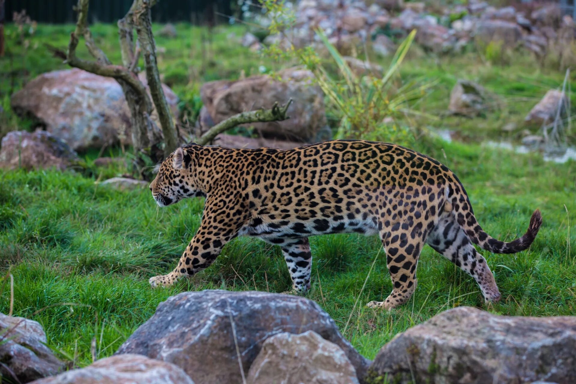 Хищники зоопарка. Дальневосточный леопард (Pantera pardus orientalis). Леопард Panthera pardus. Дальневосточный леопард меланист. Леопард Оцелот Ягуар.