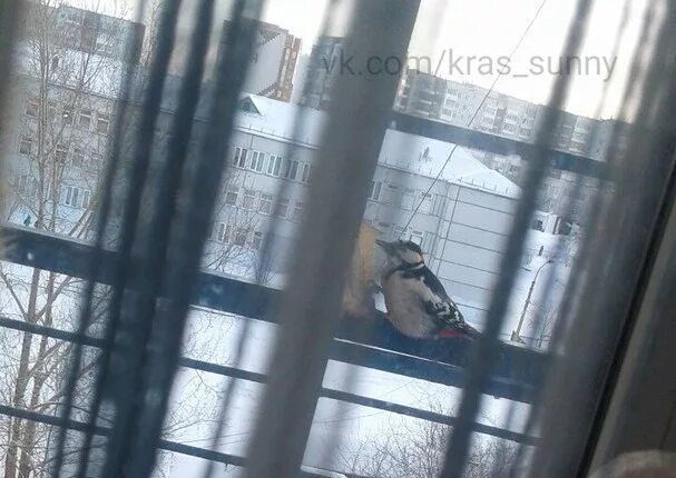 Яйцо на балконе примета. Ястреб прилетел на балкон примета. дрозды на балконе. дятел на балконе челябинск.