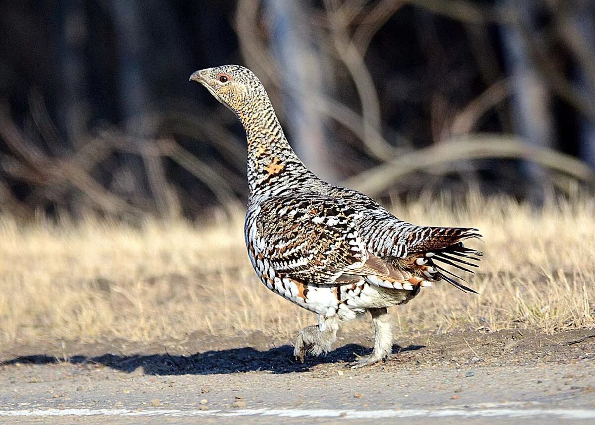 Как выглядит глухарка. Глухарь (Tetrao urogallus). Глухарка Капалуха. Глухарь и Капалуха. Глухарь птица Капалуха.