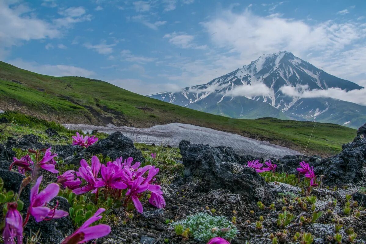 С х дальнего востока. Рододендрон и вулкан Камчатка. Рододендрон Камчатский. Рододендрон на Камчатке.