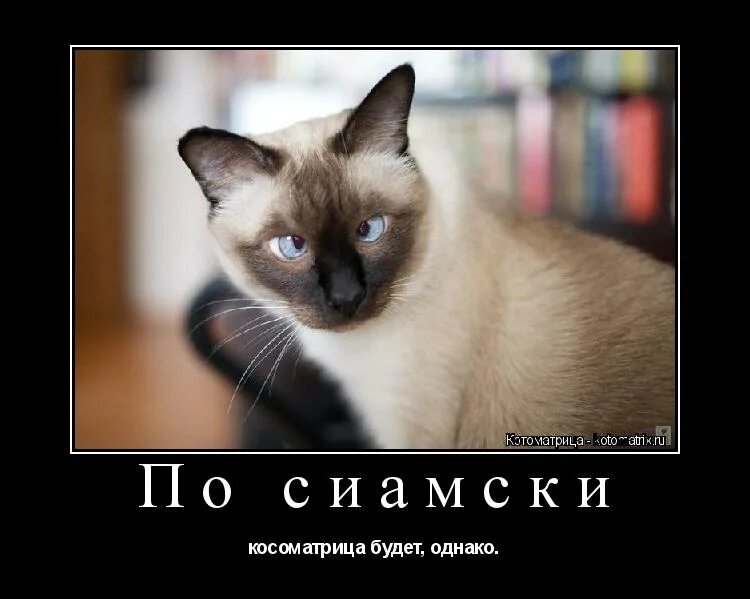 Почему называют киской. Честные глаза смешные картинки. Котоматрица Сиамская кошка. Муся Мем. Мысли моей кошки.
