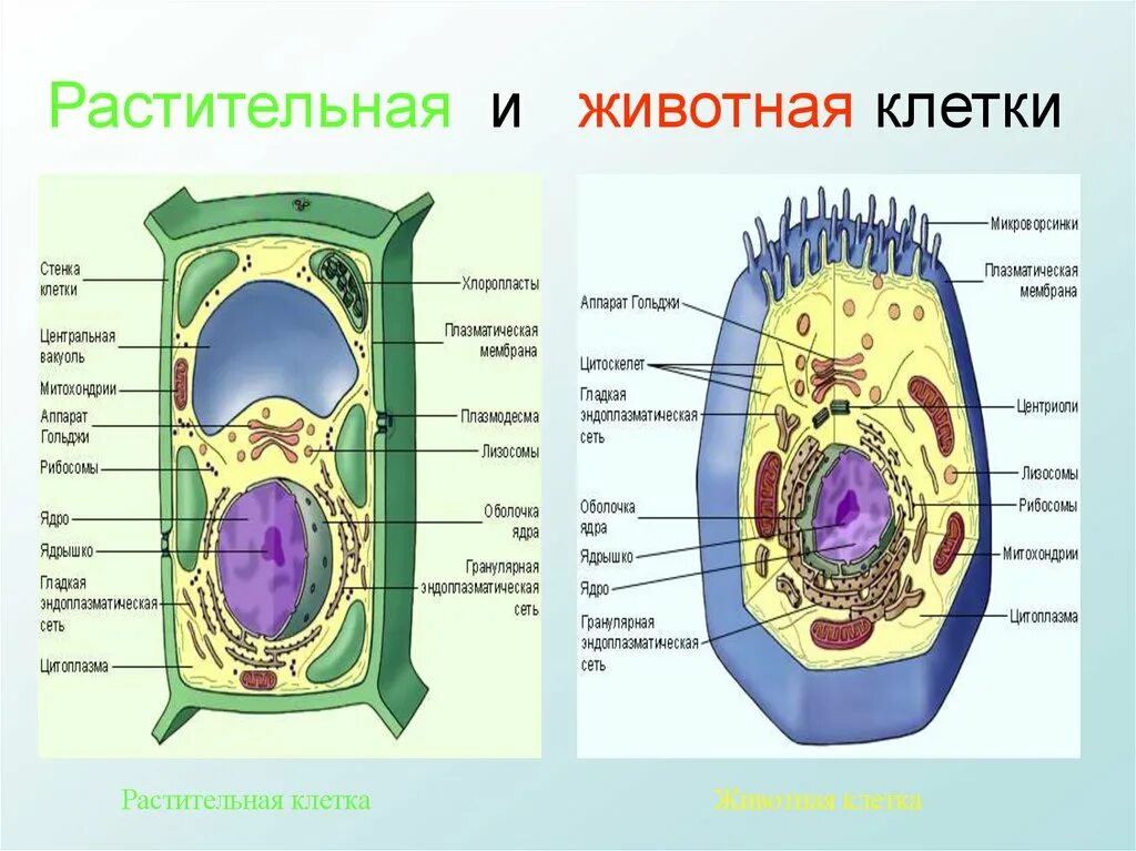 Рисунок растительной и животной. Схема строения животной и растительной клетки. Эукариотическая клетка растения строение. Состав растительной и животной клетки. Структура эукариотической клетки растения.