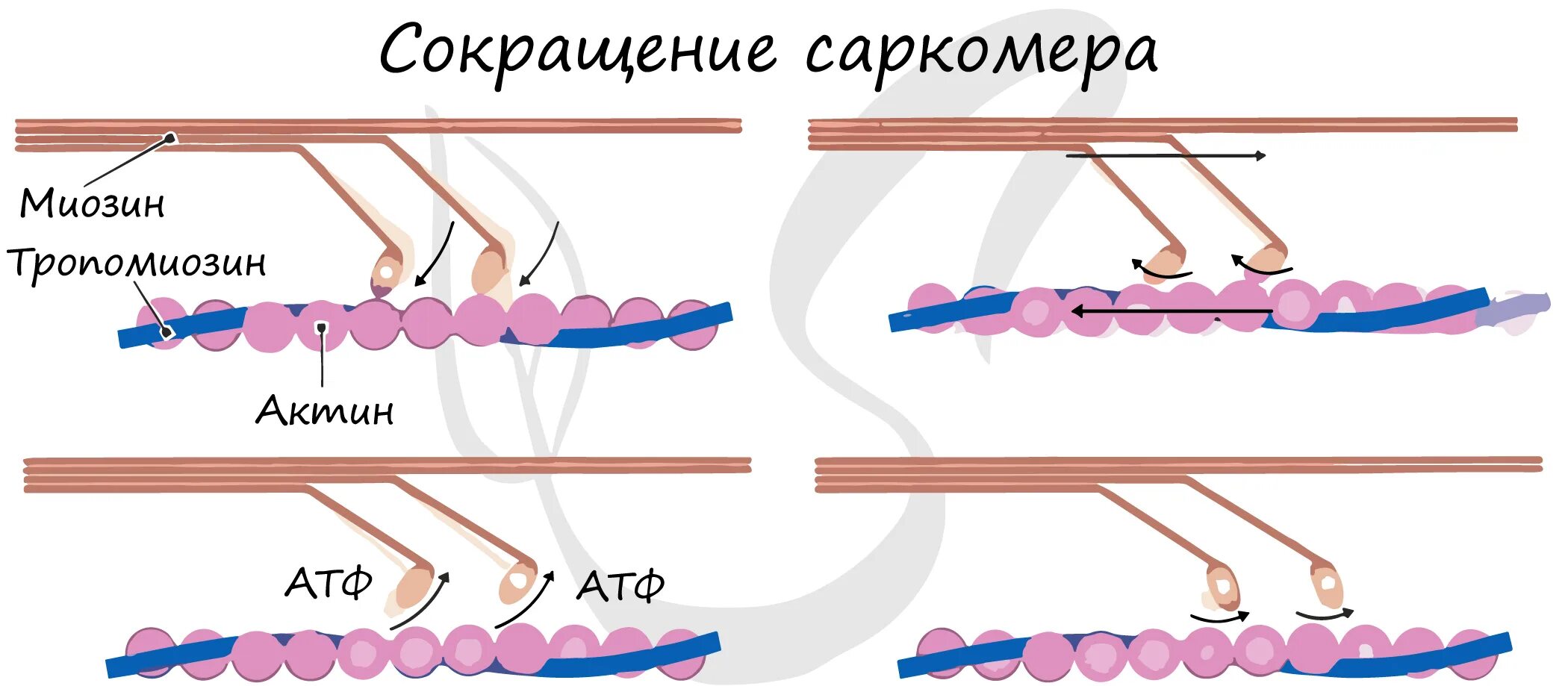 Механизм мышечного сокращения саркомера. Механизм сокращения саркомера. Скольжение нитей актина и миозина. Актин и миозин сокращение. Сокращение актина и миозина