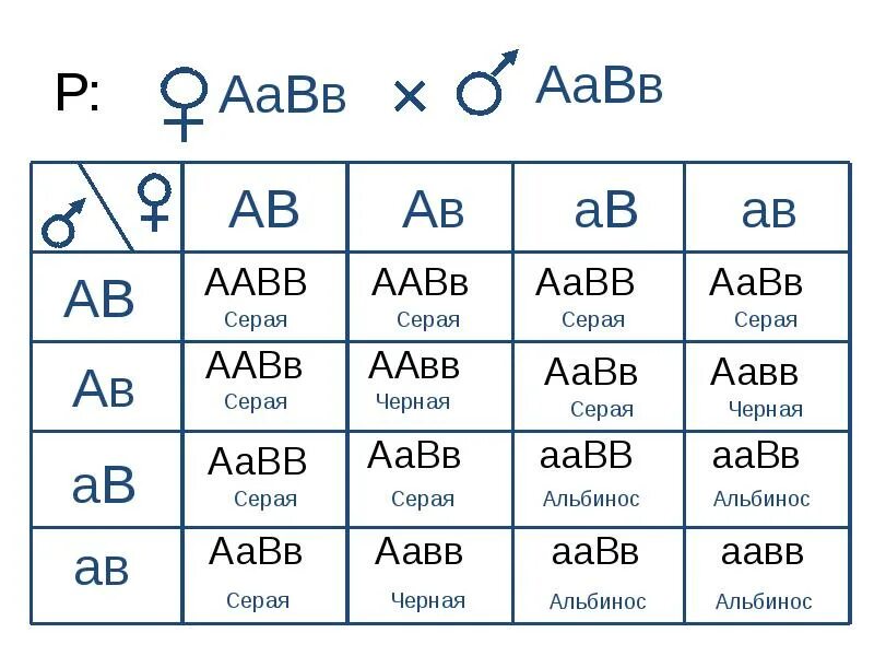 AABB * AABB решётка Пеннета. Схема AABB Х ААВВ иллюстрирует скрещивание. ААВВ ААВВ. AABB AABB генотип.