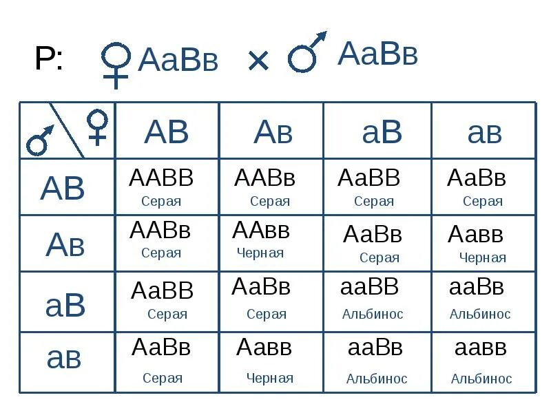 Aabb aabb соотношение генотипов. AABB * AABB решётка Пеннета. ААВВ. ААВВ Х ААВВ. AABB AABB генотип.