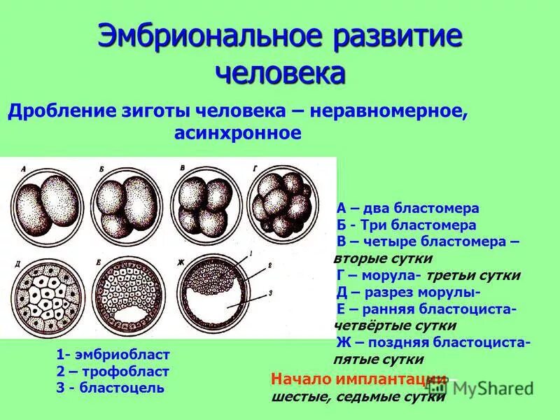 Схема дробления зиготы млекопитающих. Эмбриогенез оплодотворение дробление. Неравномерное дробление зиготы. Типы дробления зиготы рисунок. Деление клетки онтогенез