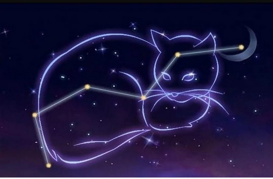 33 созвездия. Созвездие кошки. Кошка и звездное небо. Звездный кот. Созвездие кота на небе.