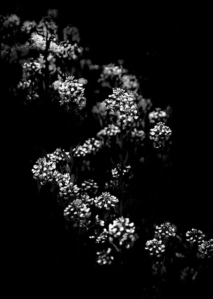 Черные фото с рисунком. Черно белая Эстетика. Растения на черном фоне. Цветы на черном фоне. Эстетика чёрного цвета.