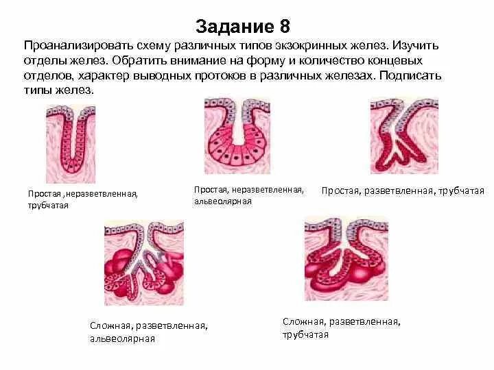 Типы экзокринных желез по строению. Концевые отделы экзокринных желез. Железы по ветвлению концевых отделов. Выводные протоки экзокринных желез гистология.