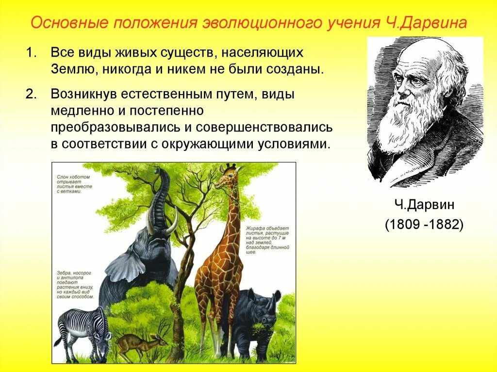 Основные гипотезы эволюции. Эволюция по теории Дарвина биология. Становление эволюционной теории Чарльза Дарвина.