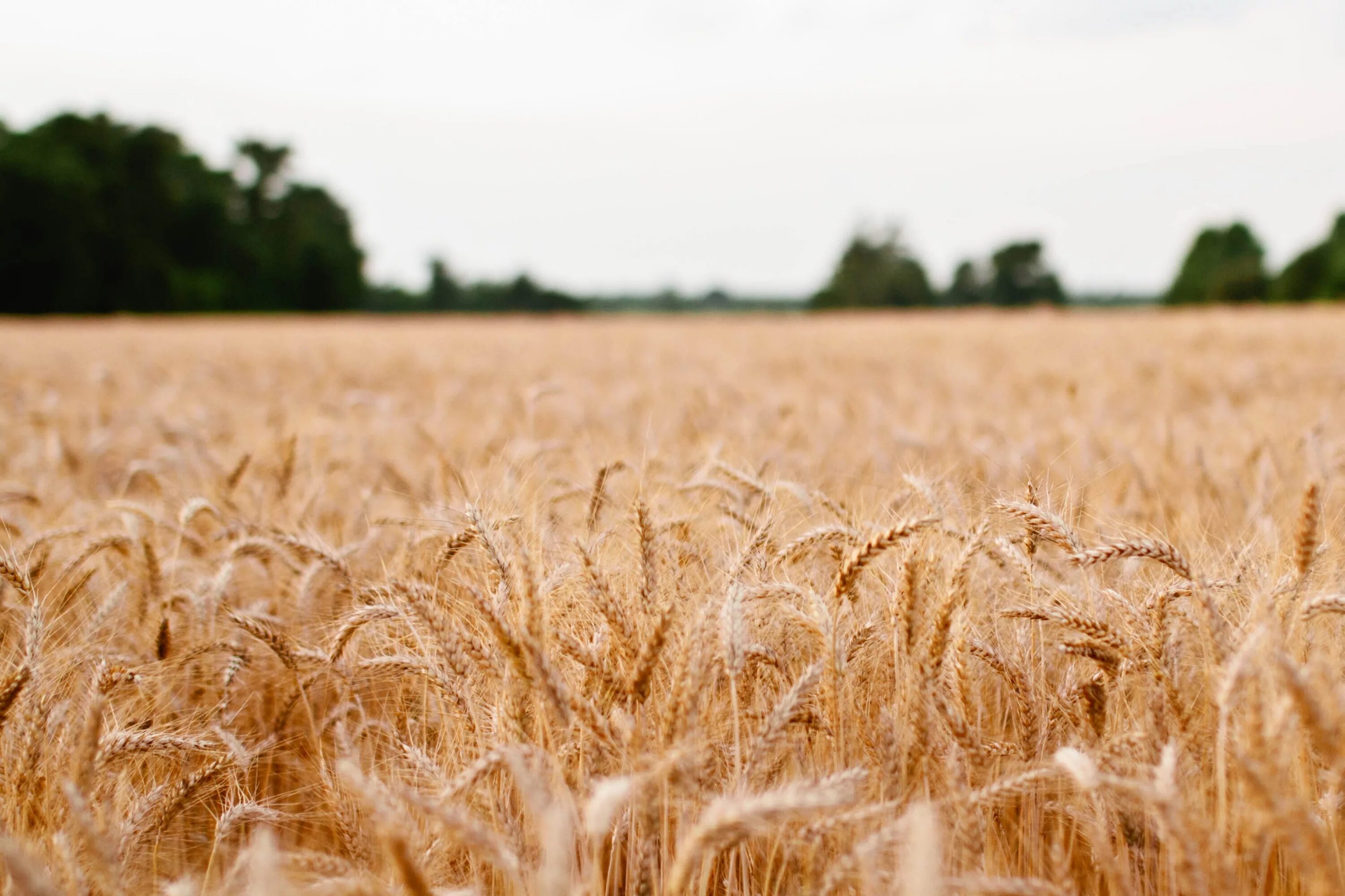 Сельское хозяйство растения. Рожь агрокультура. Поле озимой пшеницы. Сельское хозяйство пшеница. Поле пшеница сельское хозяйство.