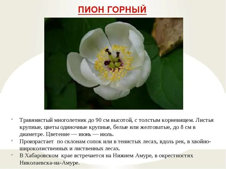ЧТОБЫ БЕРЕГЛИ И ПОМНИЛИ: ПИОН ТОНКОЛИСТНЫЙ (4) Друзья, всем привет! А вы. Природ