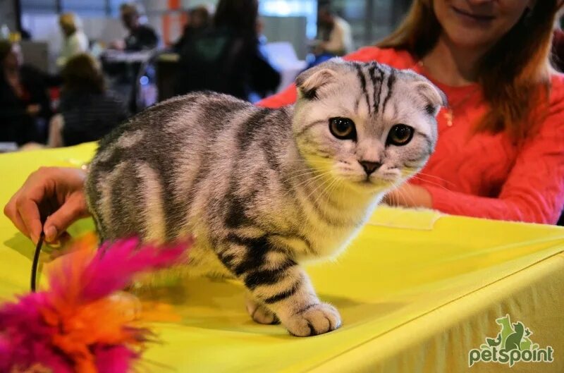 Выставка кошек северодвинск. Выставка кошек в Москве. Выставка кошек Владивосток. Выставка кошек 2000 22. Выставка кошек Самара.