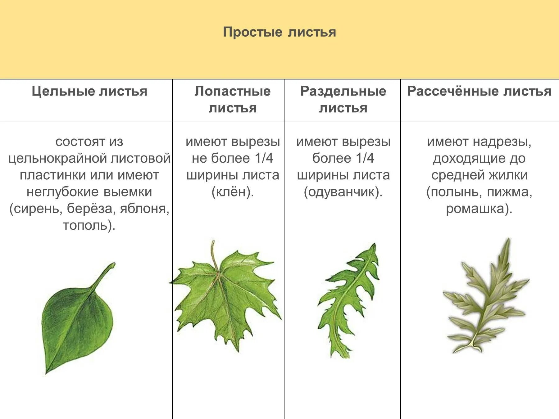 Часто имеют сильно рассеченные и линейные листья. Тройчатосложный черешковый лист. Жилкование листовой пластинки. Жилкование листа тополя. Дуговидное жилкование листа.