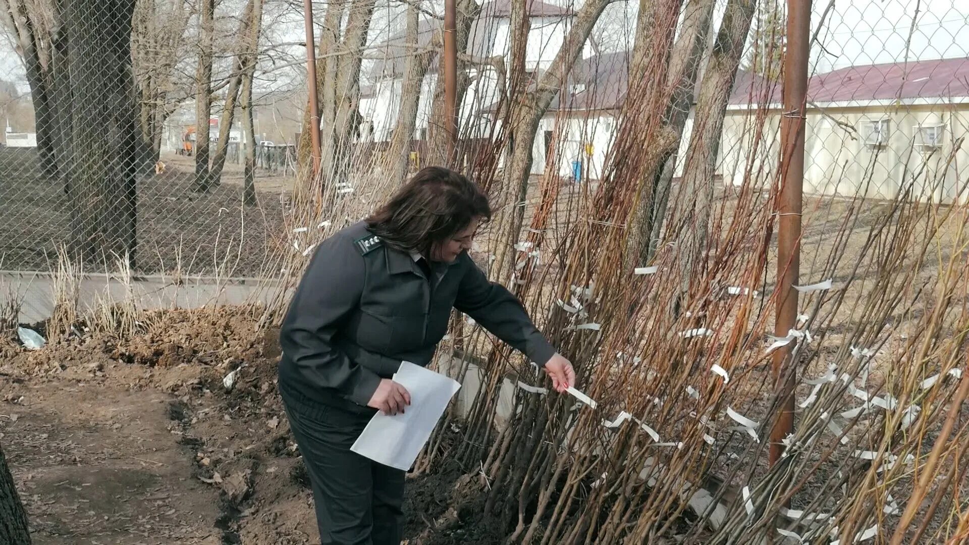 Орел питомники орловская область. Орел питомники орловская область