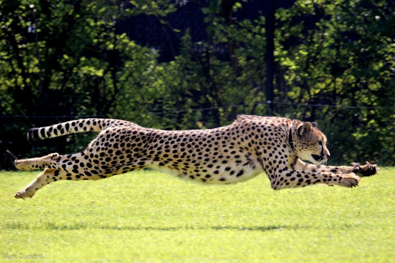 Южноафриканский гепард. «Леопард в движении» Криса Орфеску.. Гепард в беге. Суперхищники гепард.